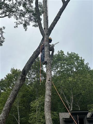 Tree Services in Franklin, NC image 1