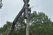 Tree Services in Franklin, NC en Greenville