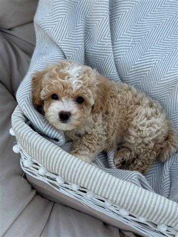 $350 : Maltipoo image 2