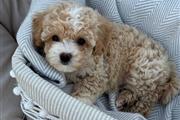 $350 : Maltipoo thumbnail