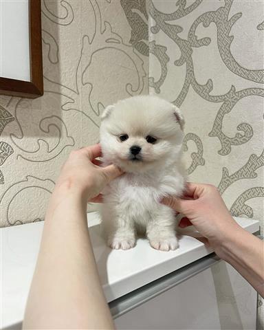 $400 : Pomeranian puppies image 2