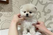 $400 : Pomeranian puppies thumbnail