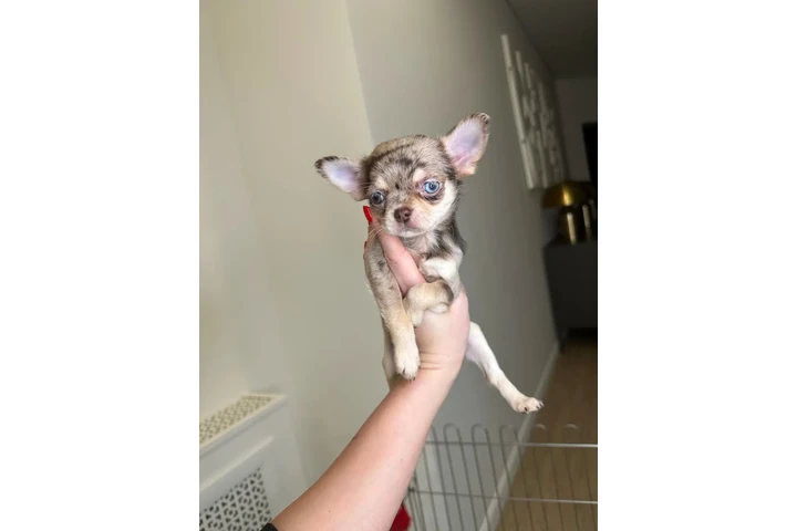 $300 : Teacup Chihuahua puppies image 1