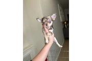 Teacup Chihuahua puppies en Los Angeles