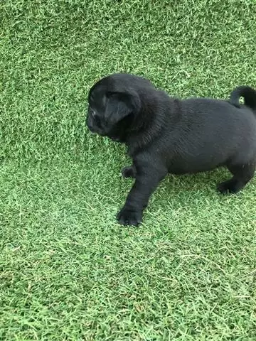 $600 : PUG PUPPIES FOR REHOMING image 2
