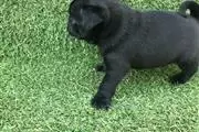 $600 : PUG PUPPIES FOR REHOMING thumbnail