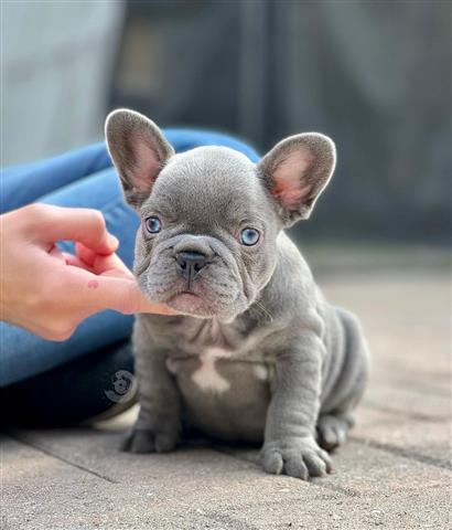 $400 : French bulldogs image 2