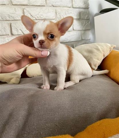 $400 : Cute and adorable chihuahua image 3