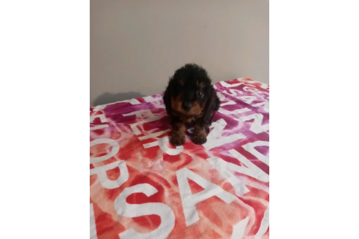 🐾 Hermosas PERRITAS en VENTA image 2