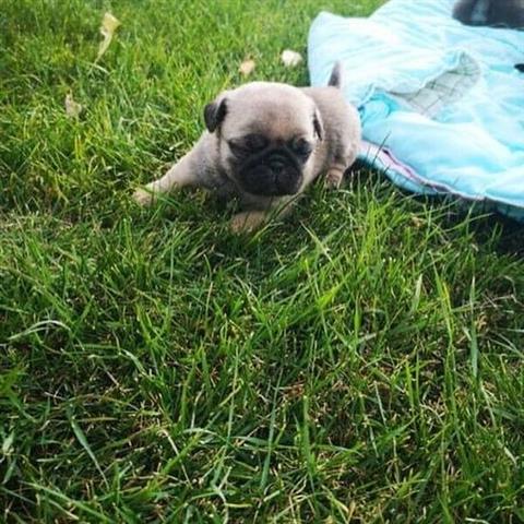 $350 : Se venden cachorros pug image 1