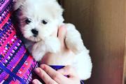 $500 : where can, i buy yorkie puppy; thumbnail