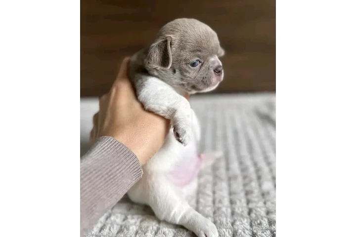 $600 : Chihuahua puppies image 10