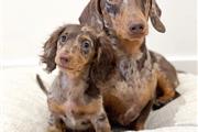Miniature Dachshund Puppies en Atlanta