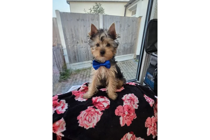$300 : Cachorros Yorkshire Terrier image 1