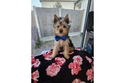 Cachorros Yorkshire Terrier en Miami