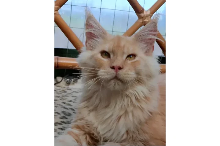 $4000000 : Gato Maine Coon Grandes Lindos image 1
