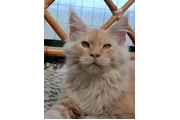 Gato Maine Coon Grandes Lindos en Medellin