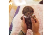 Micro Poodle en Indianapolis