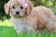 Toy F1 Red Cavapoo