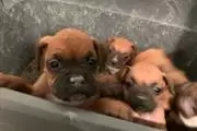 Cachorros Boxer Para La Venta en Atlanta