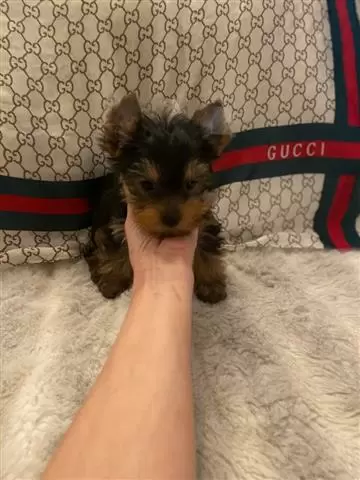 $200 : T cup Yorkies  puppies image 1