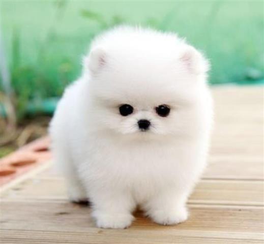 $250 : Pomeranian teacup puppy image 1