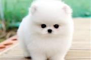 Pomeranian teacup puppy en Los Angeles