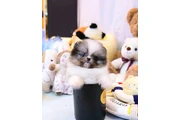 French bulldog and Pomeranian en Denver