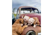 $400 : Cute English Bulldog puppies thumbnail