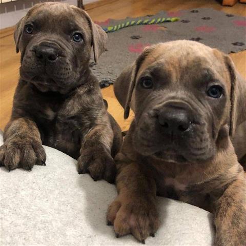 $300 : Cane corso puppies for sell image 3