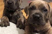 $300 : Cane corso puppies for sell thumbnail