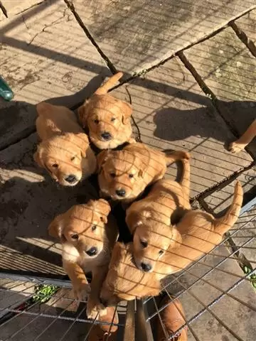 $510 : Buy Golden Retriever Puppies image 1