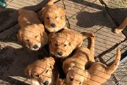 Buy Golden Retriever Puppies en Fajardo