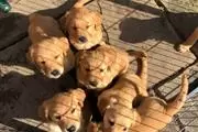 Buy Golden Retriever Puppies