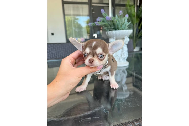 $250 : Teacup Chihuahua puppies image 7