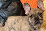 $750 : Cachorros de bulldog francés thumbnail