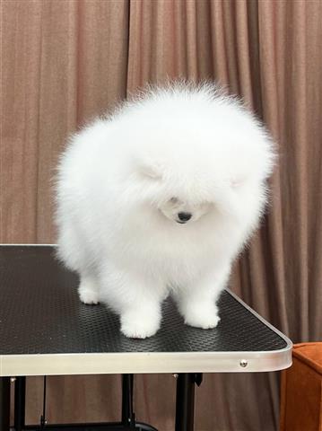 $300 : Pomeranian puppy image 1