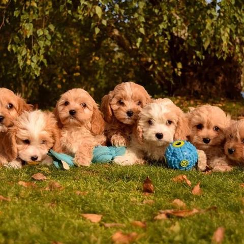 $350 : Cachorros Maltipoo a la venta image 3