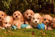 $350 : Cachorros Maltipoo a la venta thumbnail