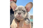 $300 : French bulldog and Pomeranian thumbnail