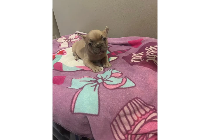 POMERANIANS Y SHIH-TZU 🐕 image 3