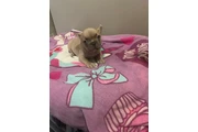POMERANIANS Y SHIH-TZU 🐕 thumbnail