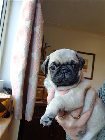 $500 : Pug puppies for sale image 3