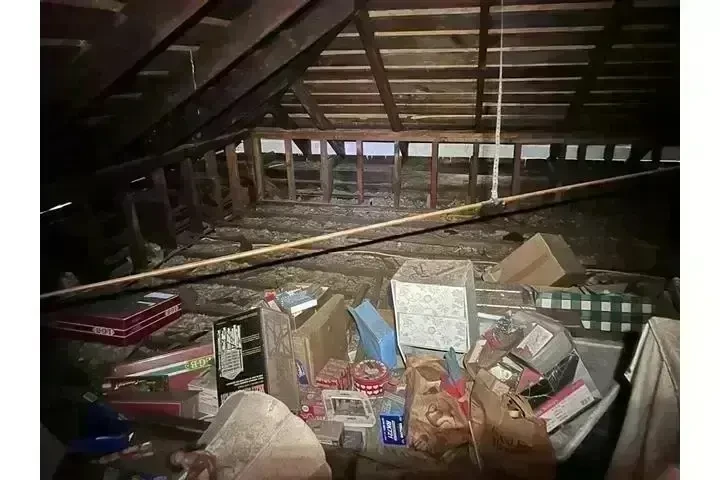 PEST CONTROL image 4