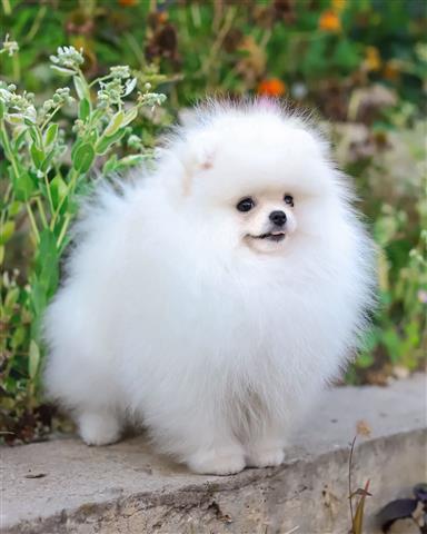 $800 : Mini Pomerania cachorros image 1