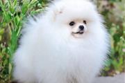 Mini Pomerania cachorros en Los Angeles