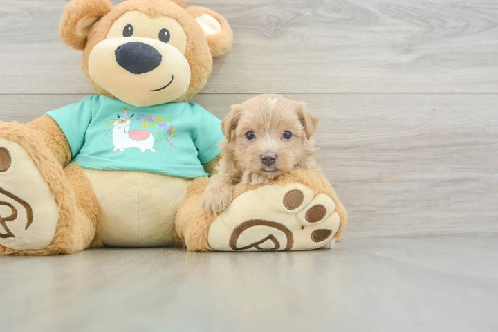 $1 : Estamos donando un Cachorro image 2