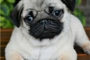 $500 : Cute pug puppies for sale. thumbnail