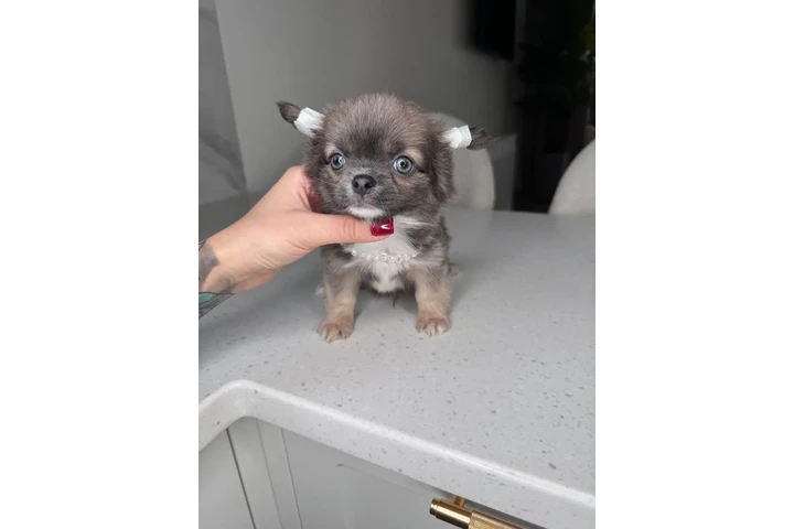 $300 : Teacup Chihuahua puppies image 3