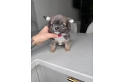 $300 : Teacup Chihuahua puppies thumbnail